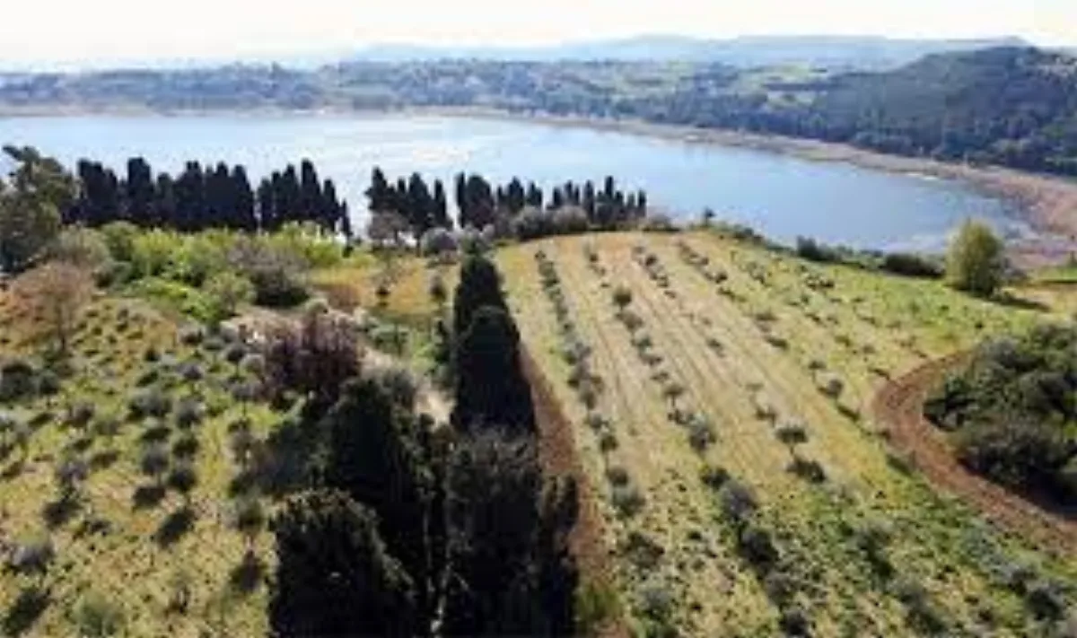 Campo del Germoplasma Ulivicolo di Zagaria